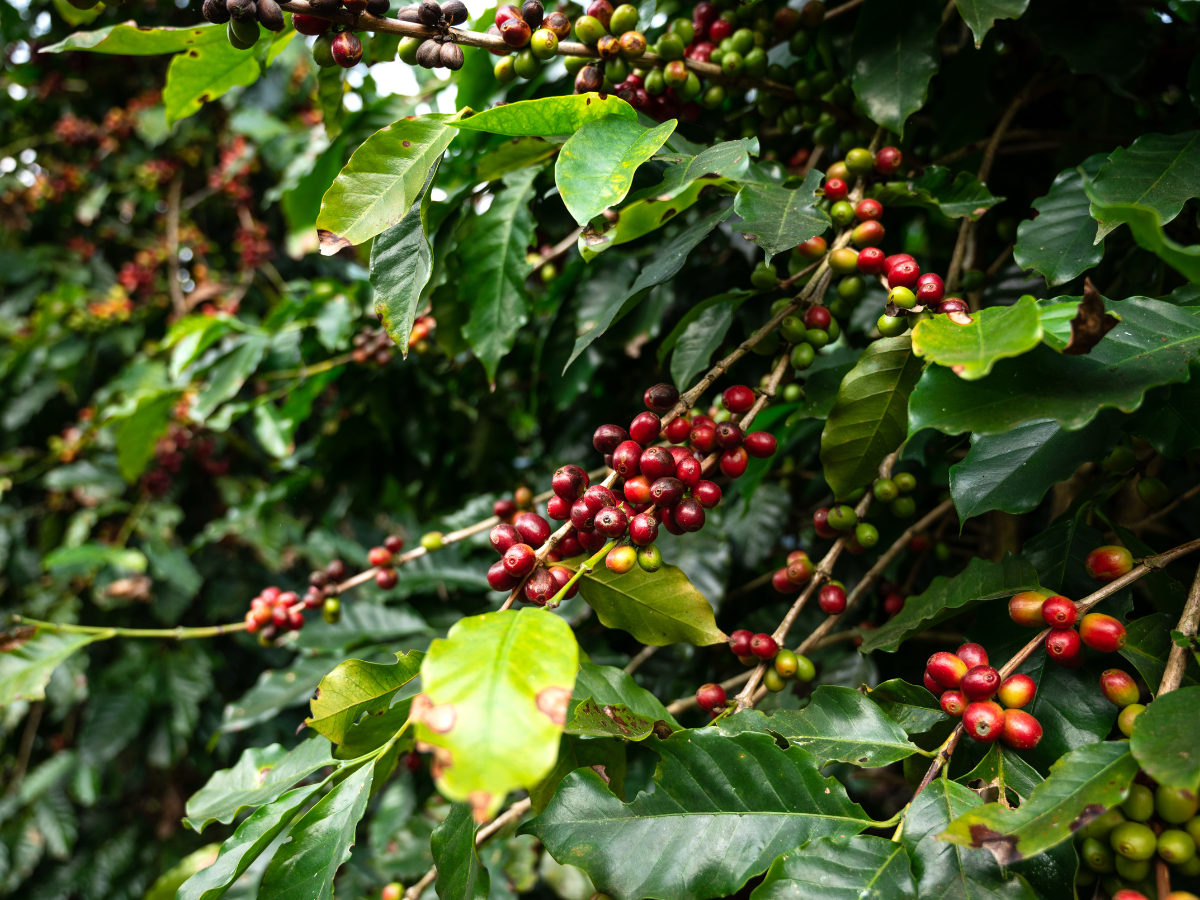 Arabica coffee beans