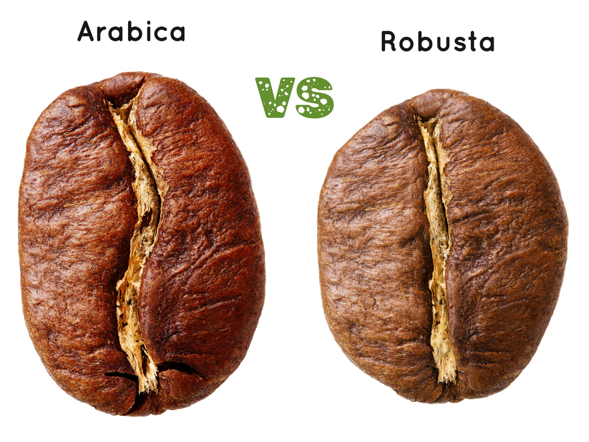 Arabica vs Robusta coffee